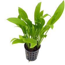 Echinodorus grisebachii/ Amazon sword (pot)