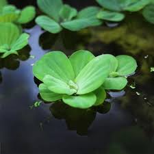 Pistia stratiotes /water cabbage/ water lettuce (1 plant)