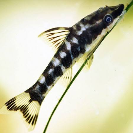 Otocinclus