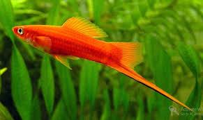 Red Sword TAIL