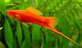 Red Sword TAIL