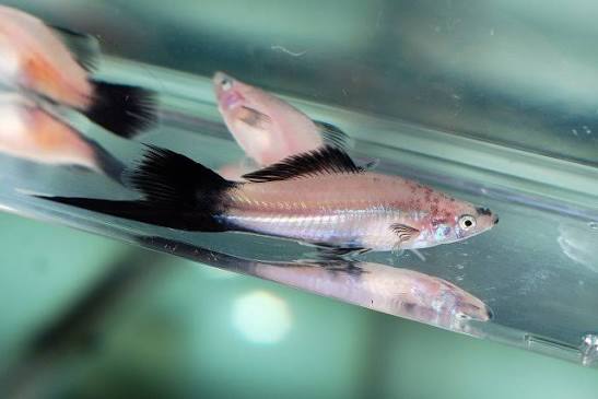 Oreo Swordtail