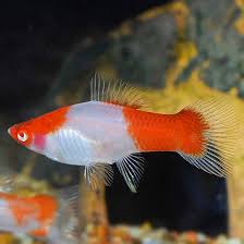 Kohaku  koi sword tail