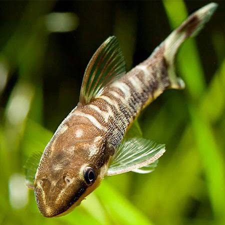 Otocinclus