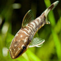 Otocinclus
