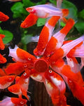 koi sword tail
