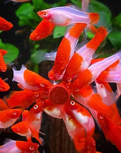 Kohaku  koi sword tail