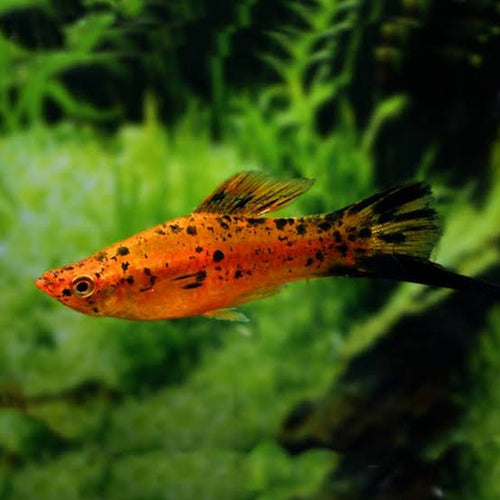 Berlin Swordtail