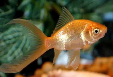 Comet Goldfish