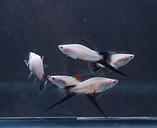 Oreo Swordtail