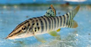 Tiger loach