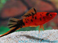 Berlin Swordtail
