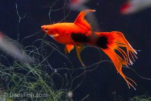 Red Tuxedo Layertail Swordtail Pair