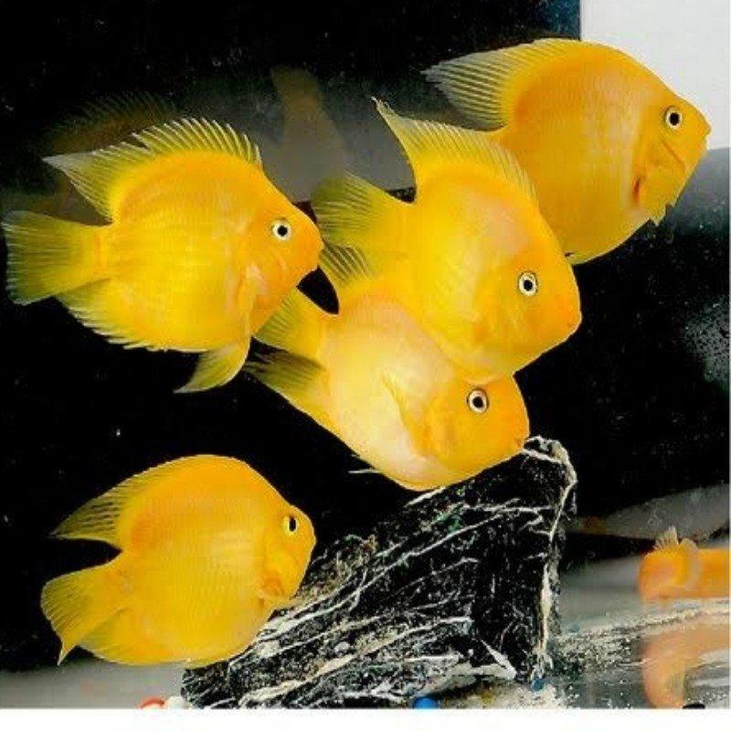 Yellow Parrot