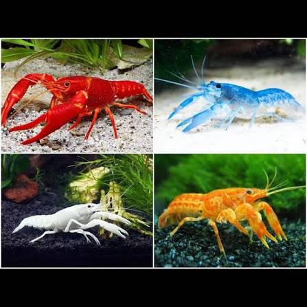 Mixed Crayfish (2 inch per fish)