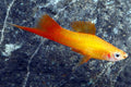 Marigold Swordtail Black Eye Pair