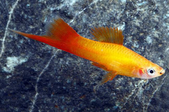 Marigold Swordtail Black Eye Pair