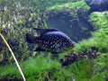 Pollini Cichlid