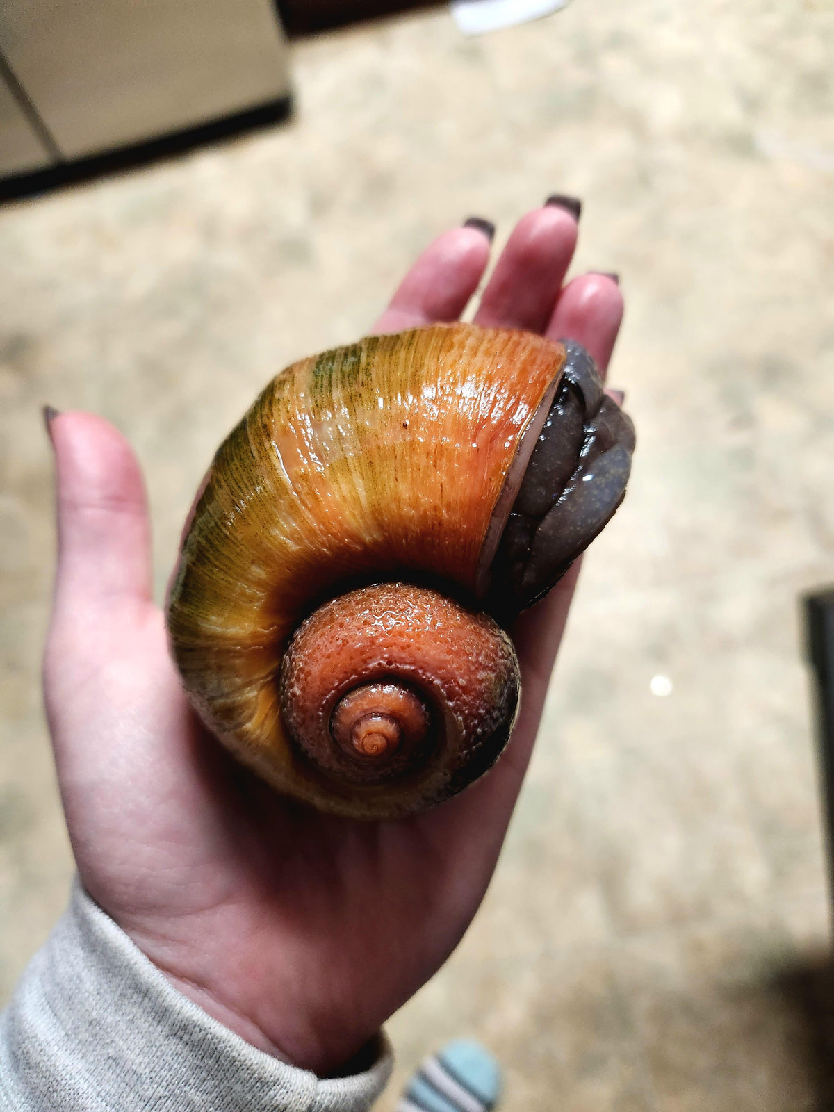 Jumbo apple snail