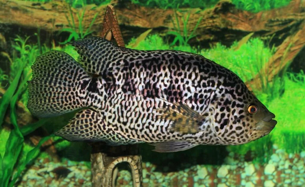 Jaguar Cichlid