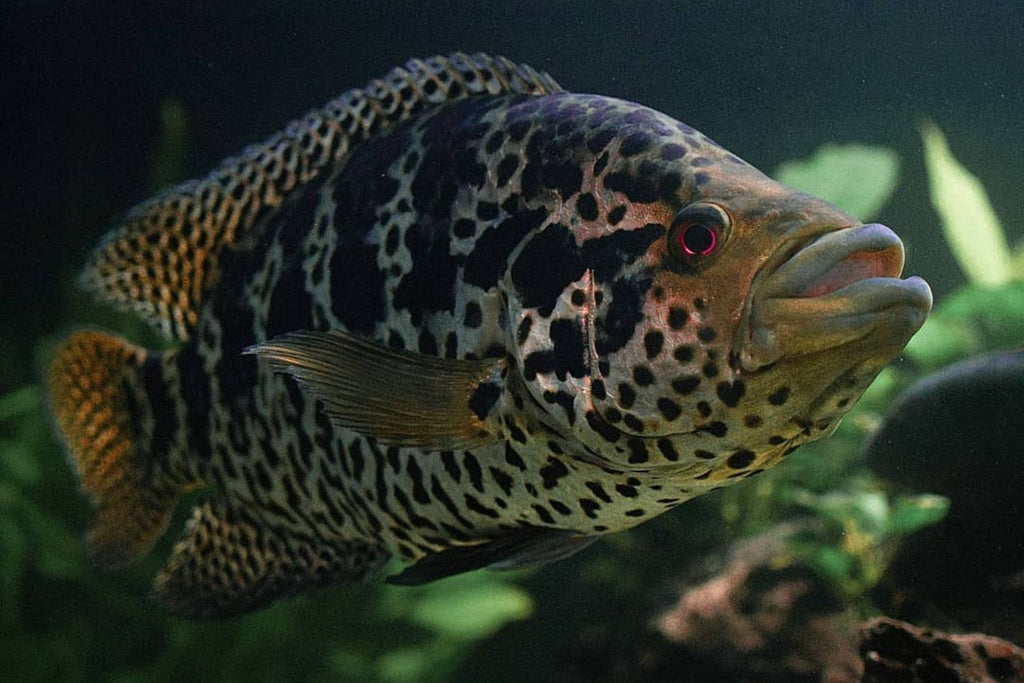 Jaguar Cichid