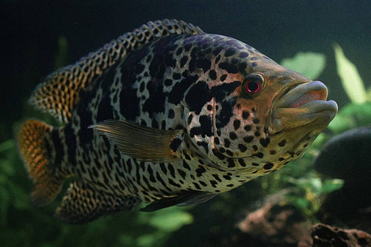 Jaguar Cichid