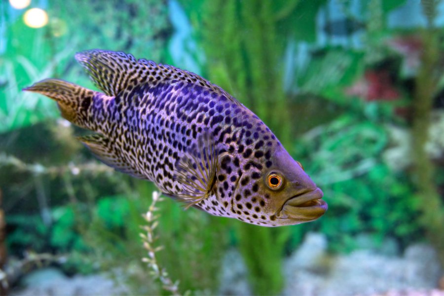 Jaguar Cichid