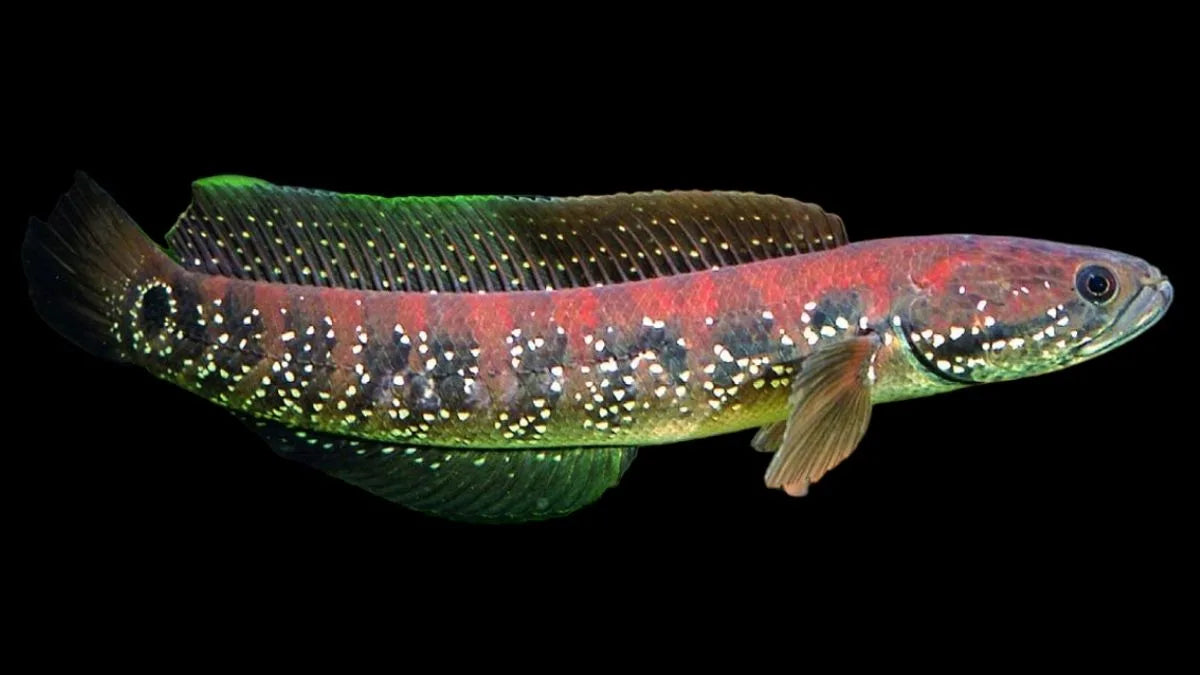Red spotted asiatica channa