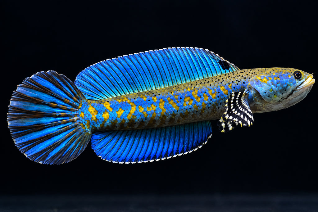 Blue Pulchara