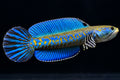 Blue Pulchara
