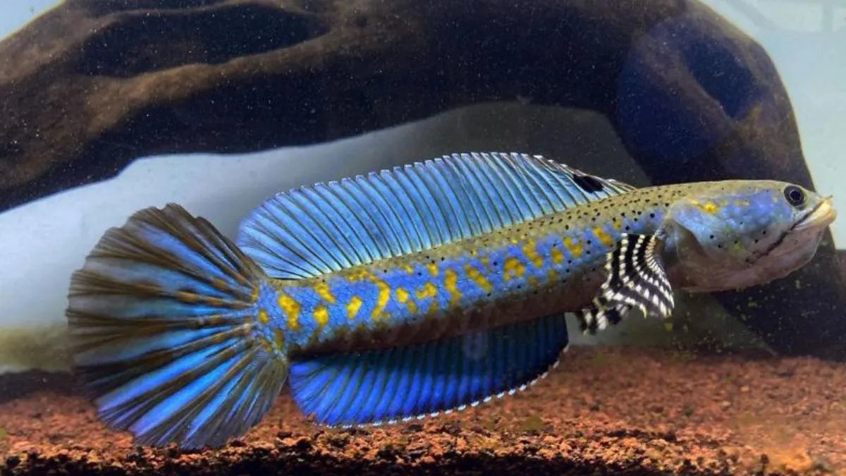 Blue Pulchara