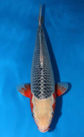 Scaleless Koi