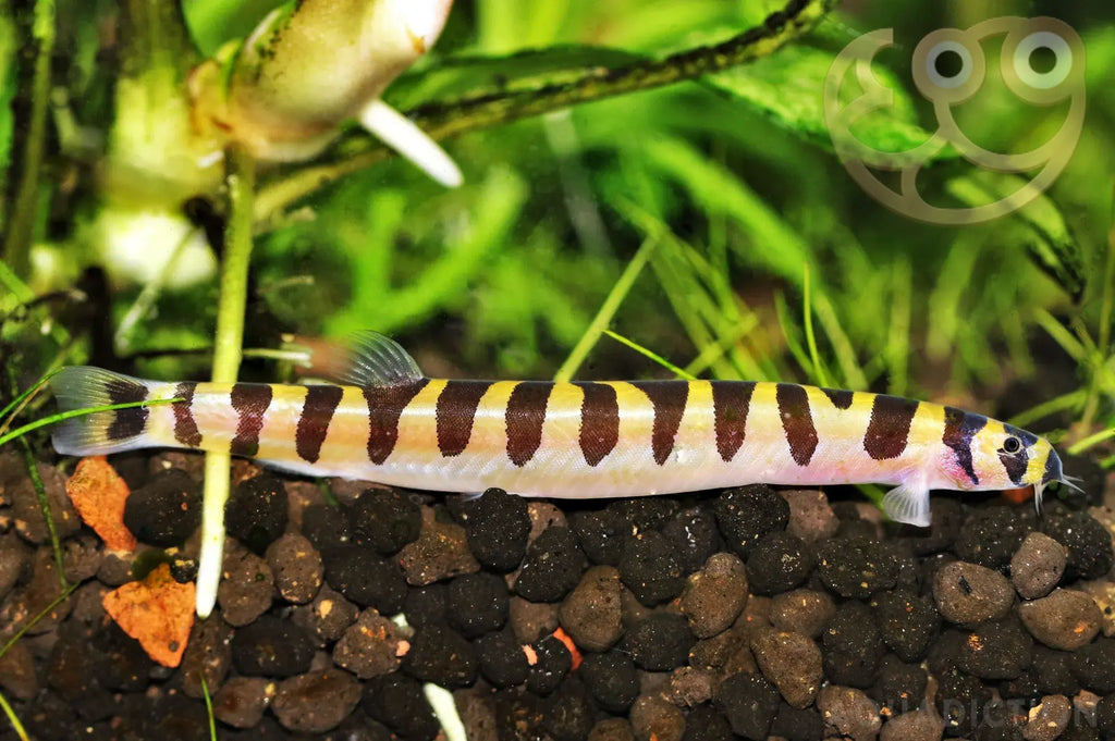 Kuhli Loach