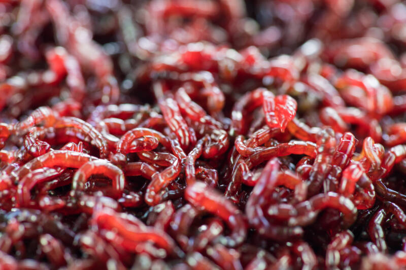 Live bloodworm
