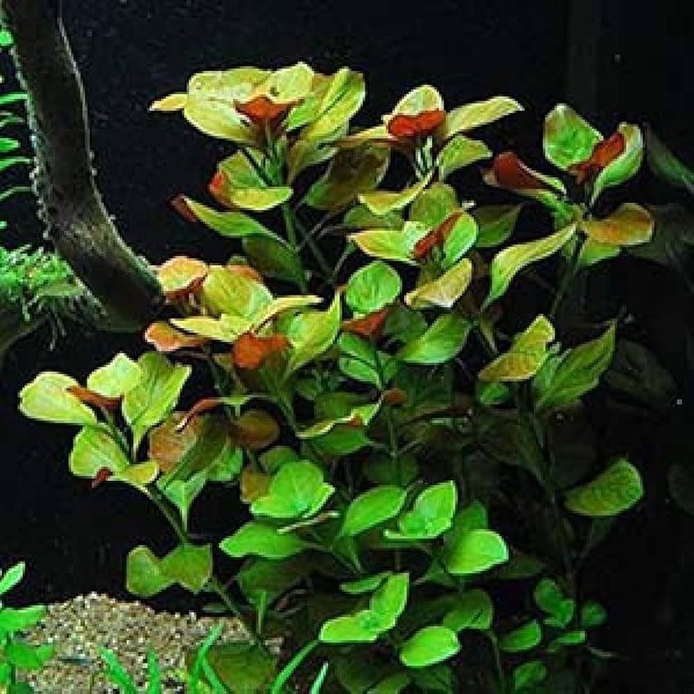 Ludwigia repens