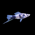 Marble swordtail