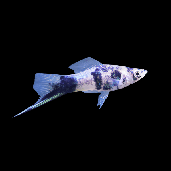 Marble swordtail
