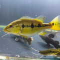 Peacock Bass Xingu Small