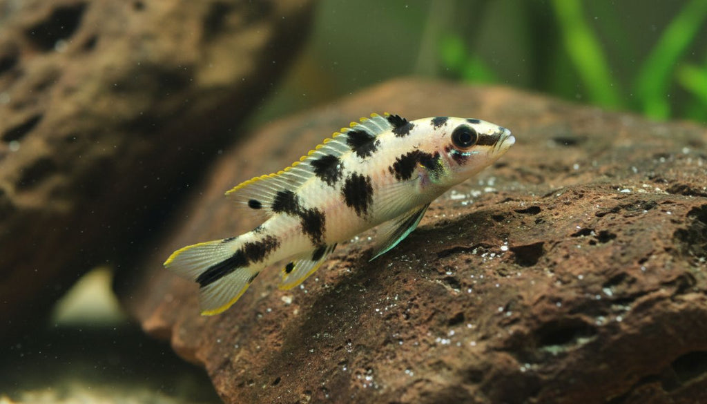 Masked Julie (Per Fish, 2 Inch)
