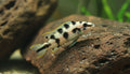 Masked Julie (Per Fish, 2 Inch)