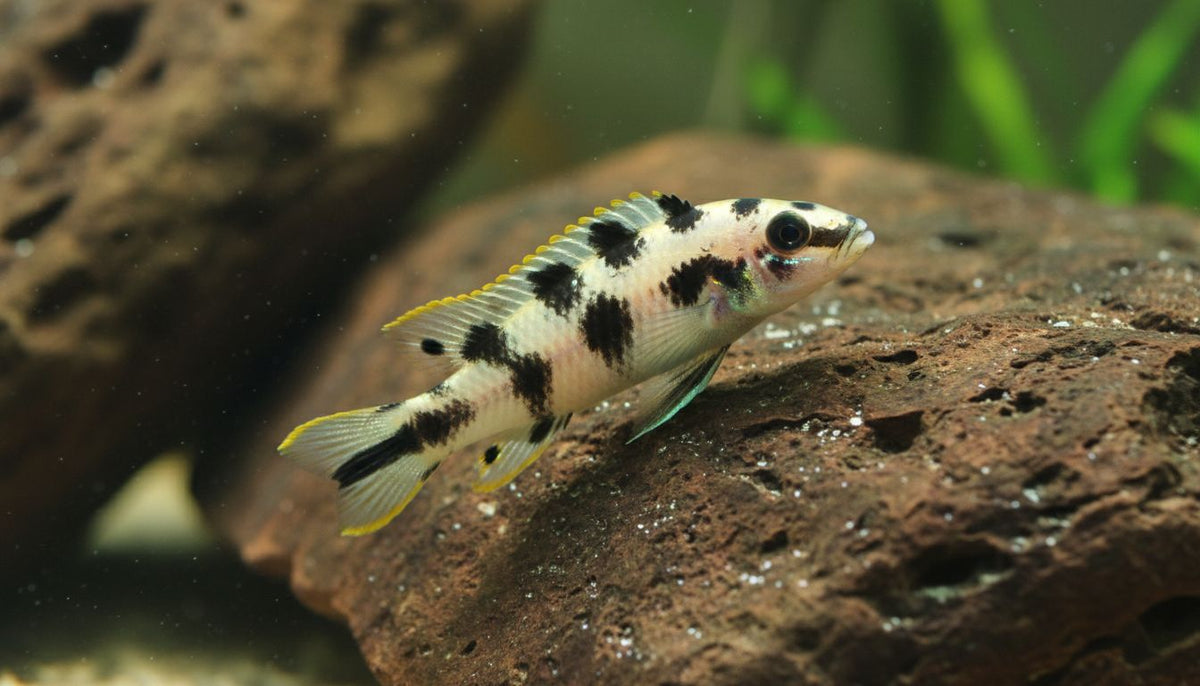 Masked Julie (Per Fish, 2 Inch)