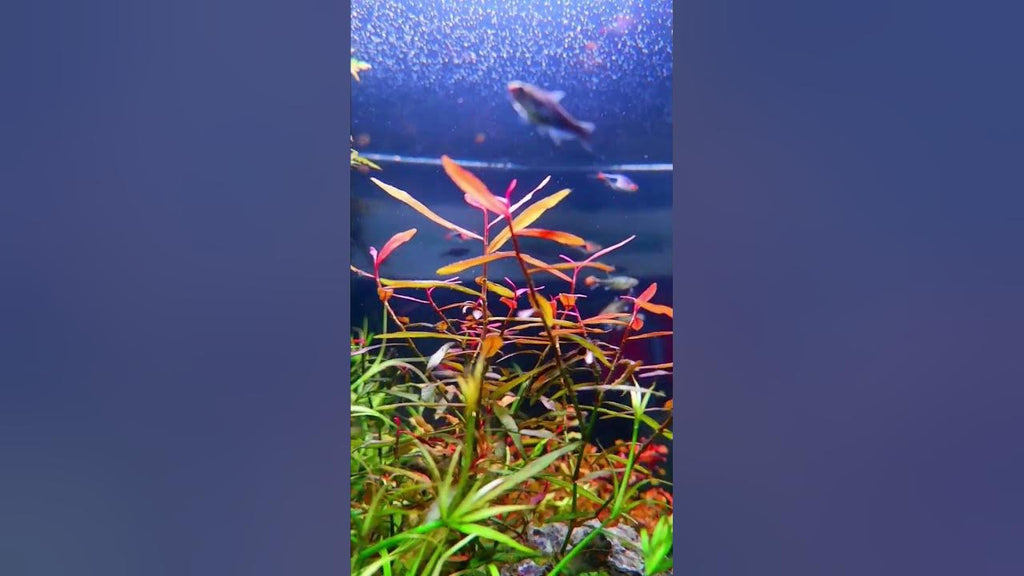 Polygonum sp. Paulo Green