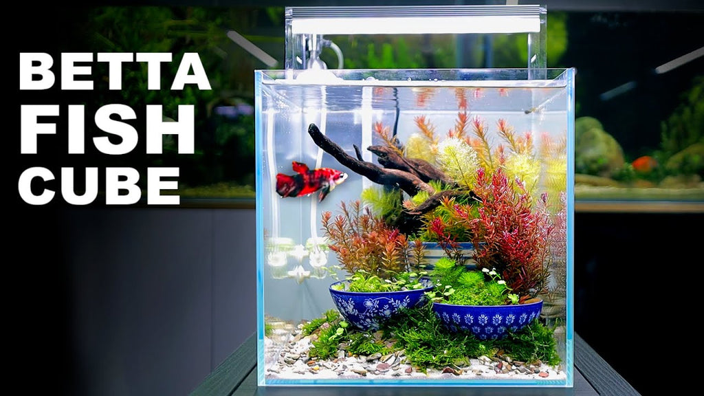 Betta Cube Tank