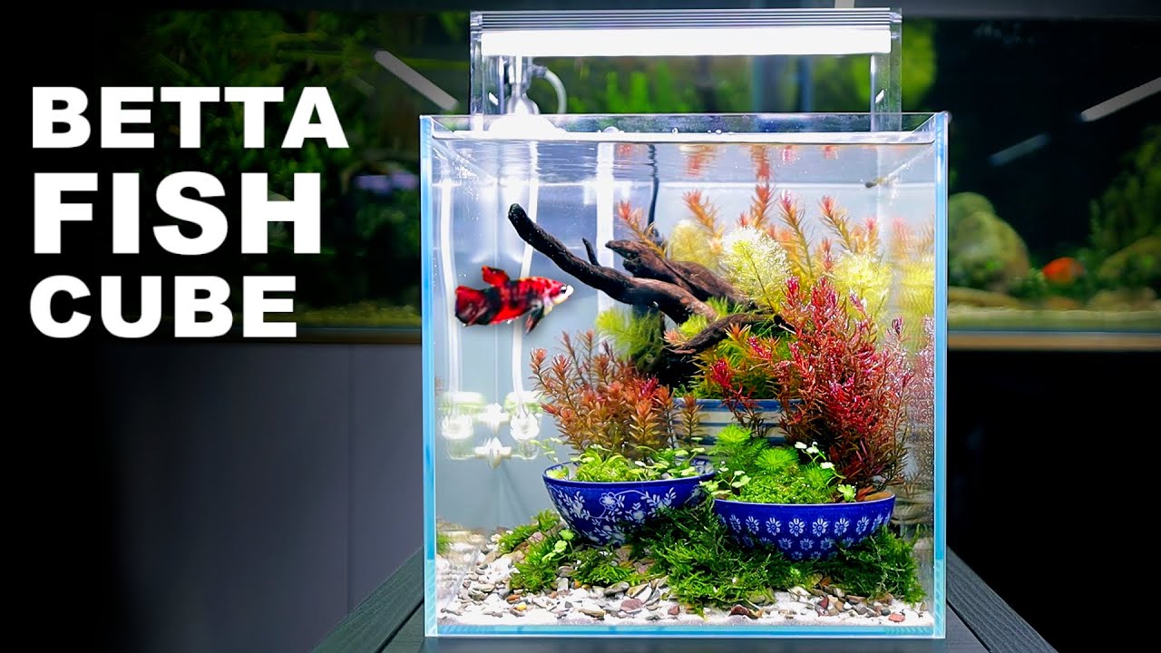 Betta Cube Tank