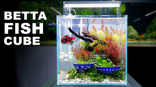 Betta Cube Tank