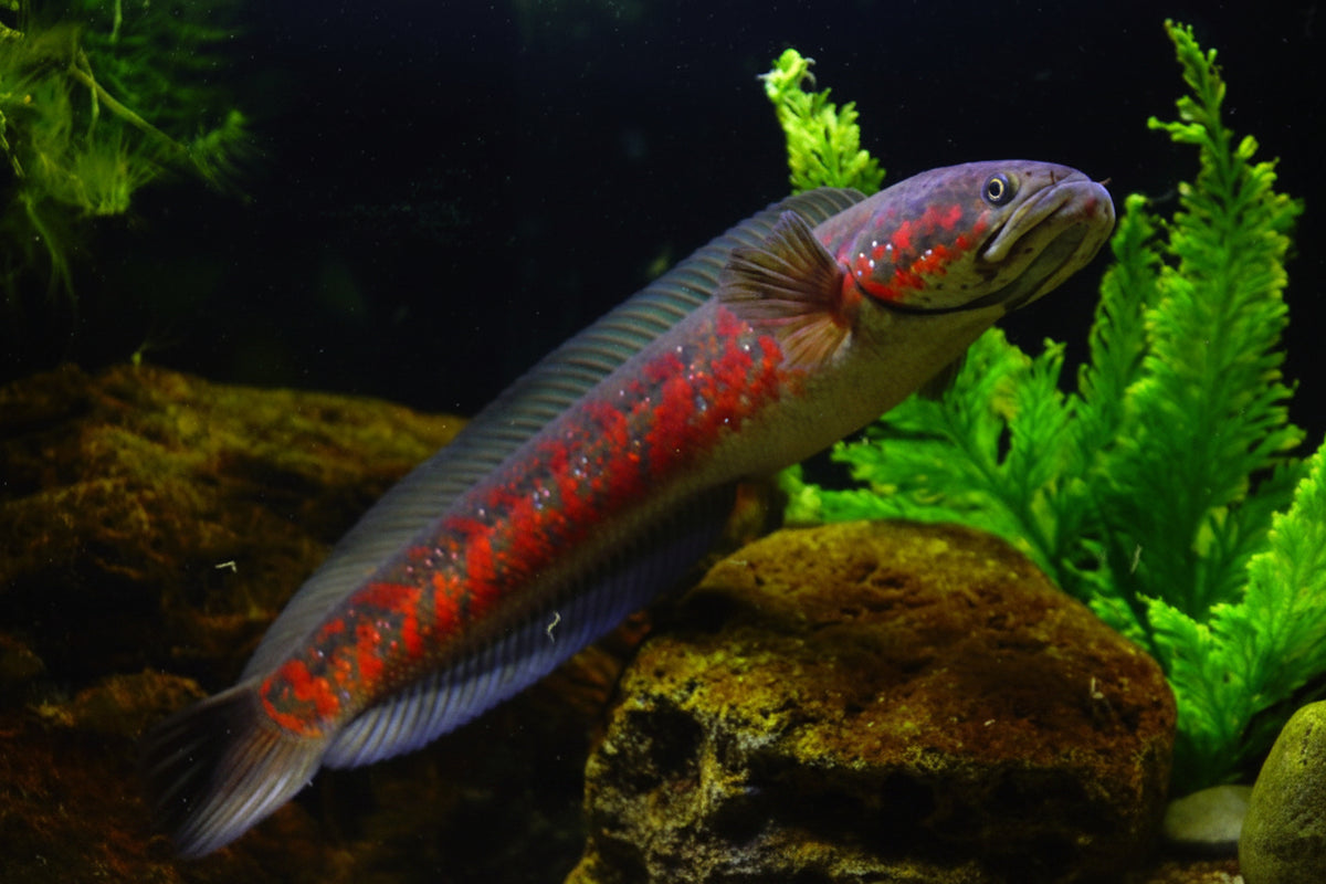 Red spotted asiatica channa