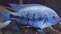 Veija Zonatus