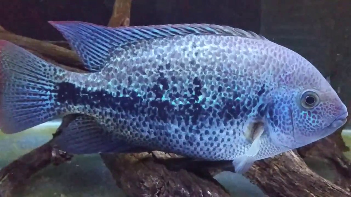 Veija Zonatus