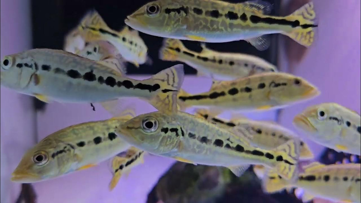 Peacock bass Royal silk