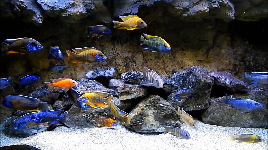 Malawi Cichlids